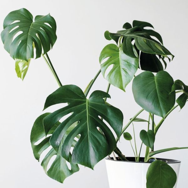 Monstera Deliciosa 19cm